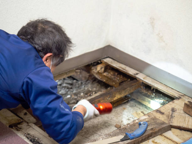 Best Mold Remediation for Specific Building Types in Republic, WA