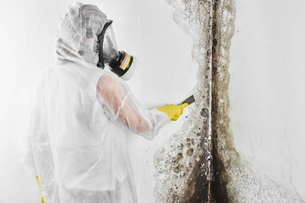 Best DIY Mold Remediation Support Services in Republic, WA