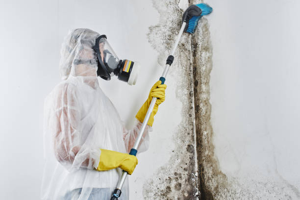 Best Basement Mold Remediation in Republic, WA