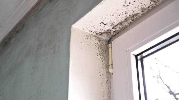 Best Insurance-Related Mold Remediation in Republic, WA