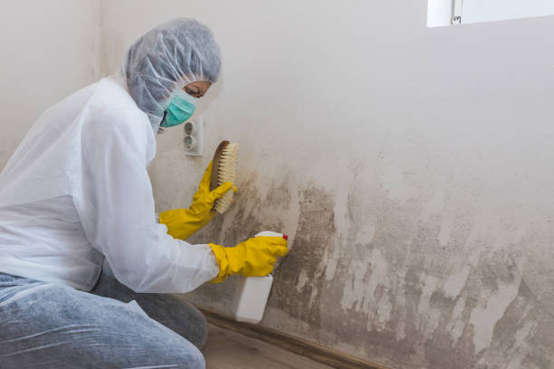 Best Health and Safety Mold Remediation in Republic, WA