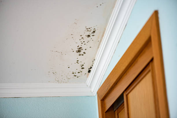 Professional Mold Remediation in Republic, WA