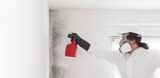 Best White Mold Remediation in Republic, WA