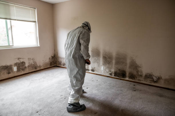 Best Industrial Mold Remediation in Republic, WA