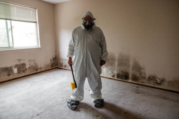 Best Attic Mold Remediation in Republic, WA