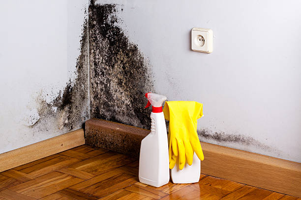 Best Post-Flood Mold Remediation in Republic, WA