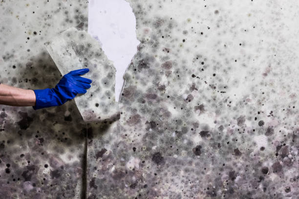 Best Basement Mold Remediation in Republic, WA