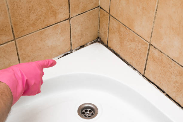 Best Preventive Mold Services in Republic, WA